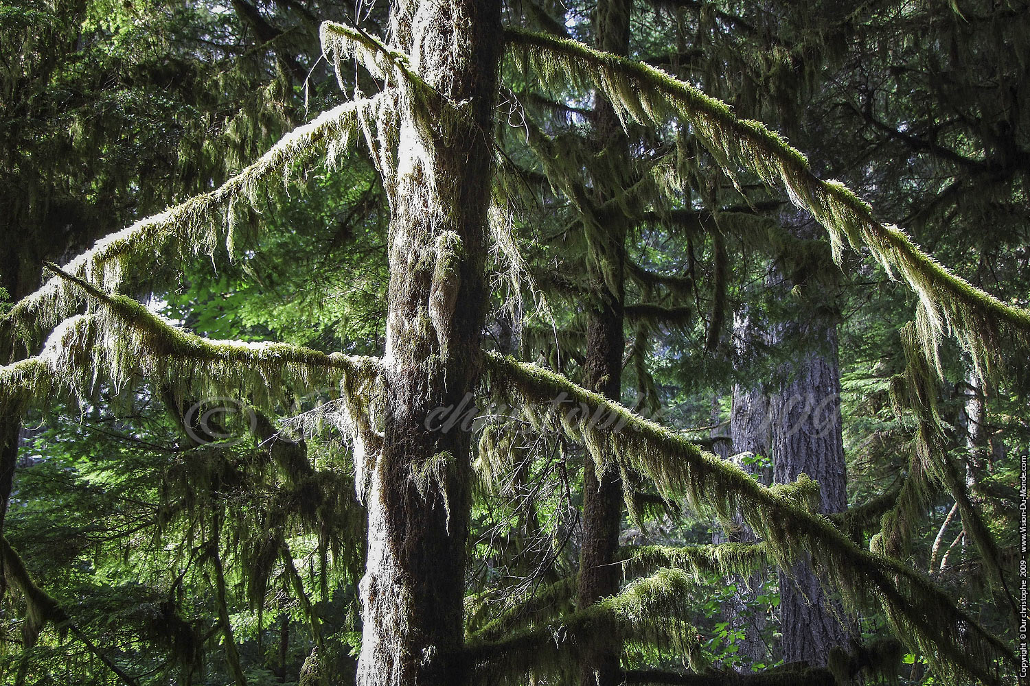 Île  de Vancouver - 2009