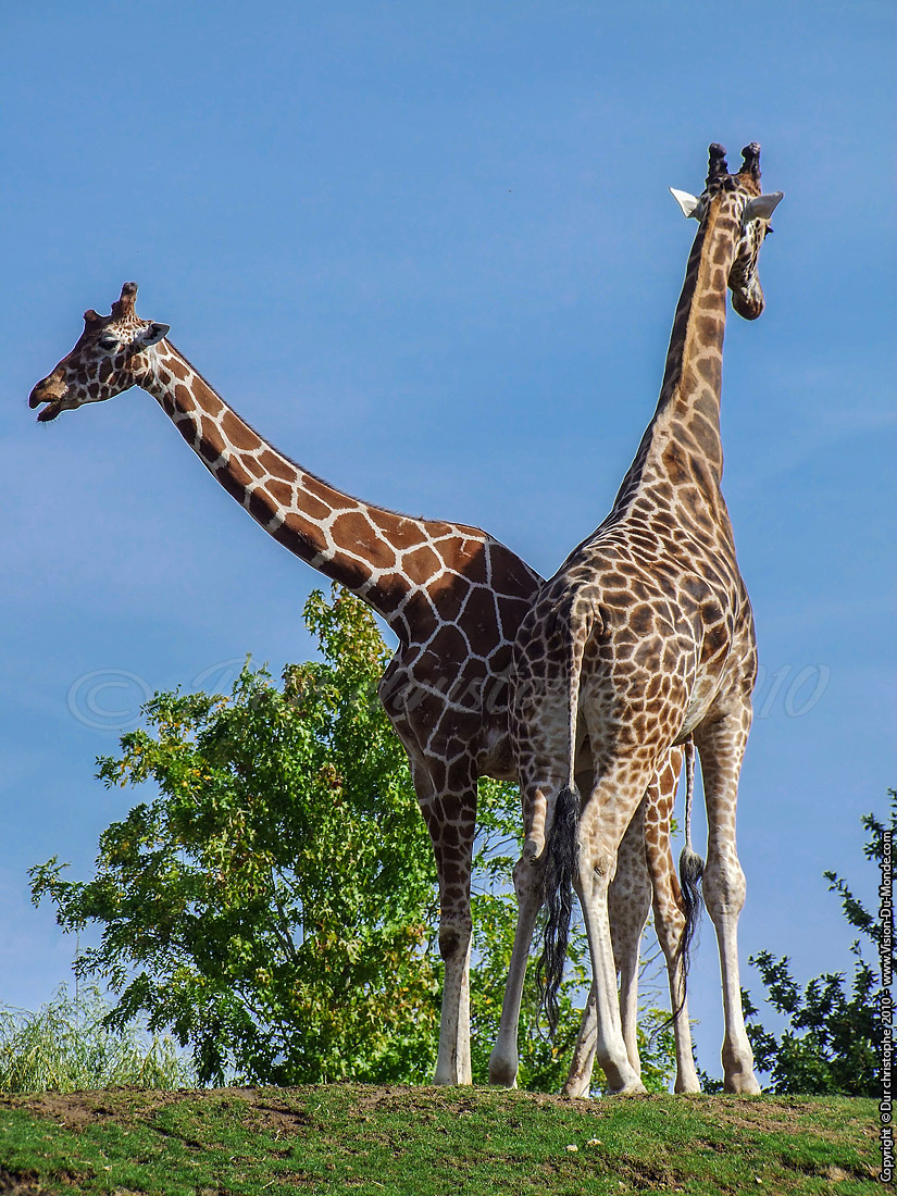 Zoo Beauval - 2010