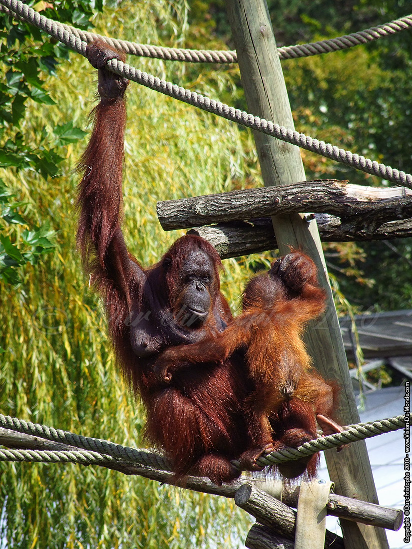 Zoo Beauval - 2010