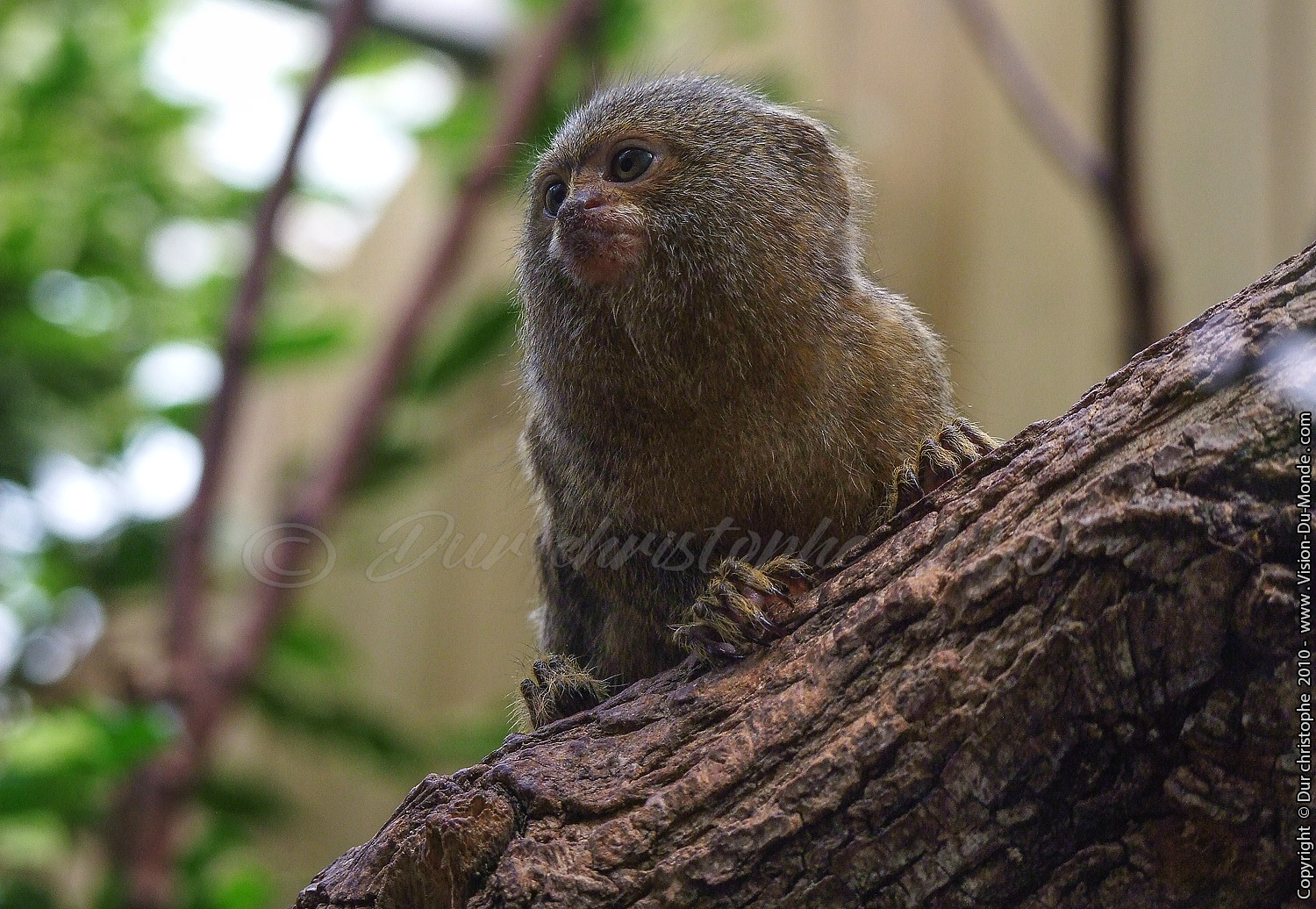 Zoo Beauval - 2010
