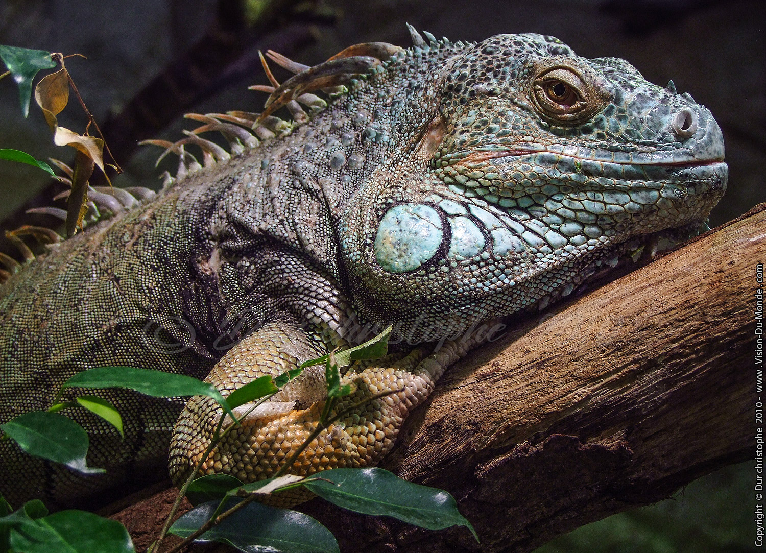 Zoo Beauval - 2010