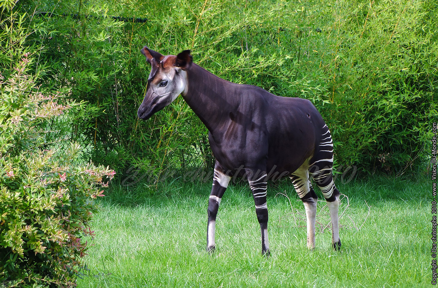 Zoo Beauval - 2010