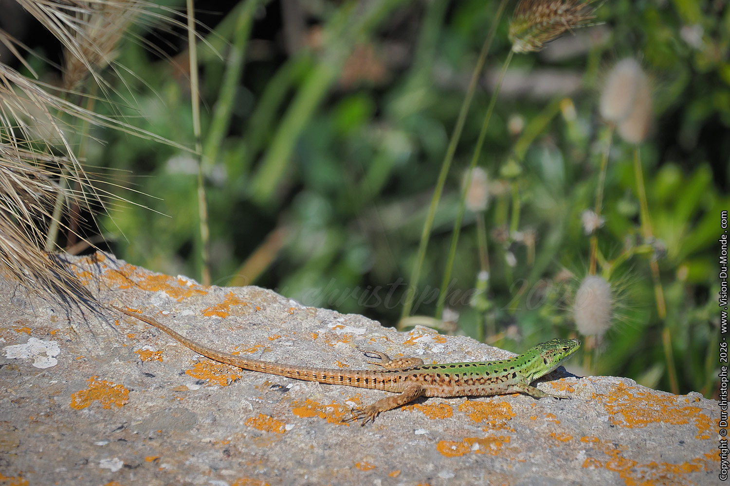 Lézard - 2026