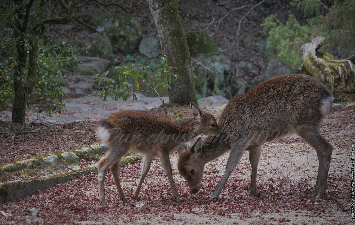 Île de Miyajima