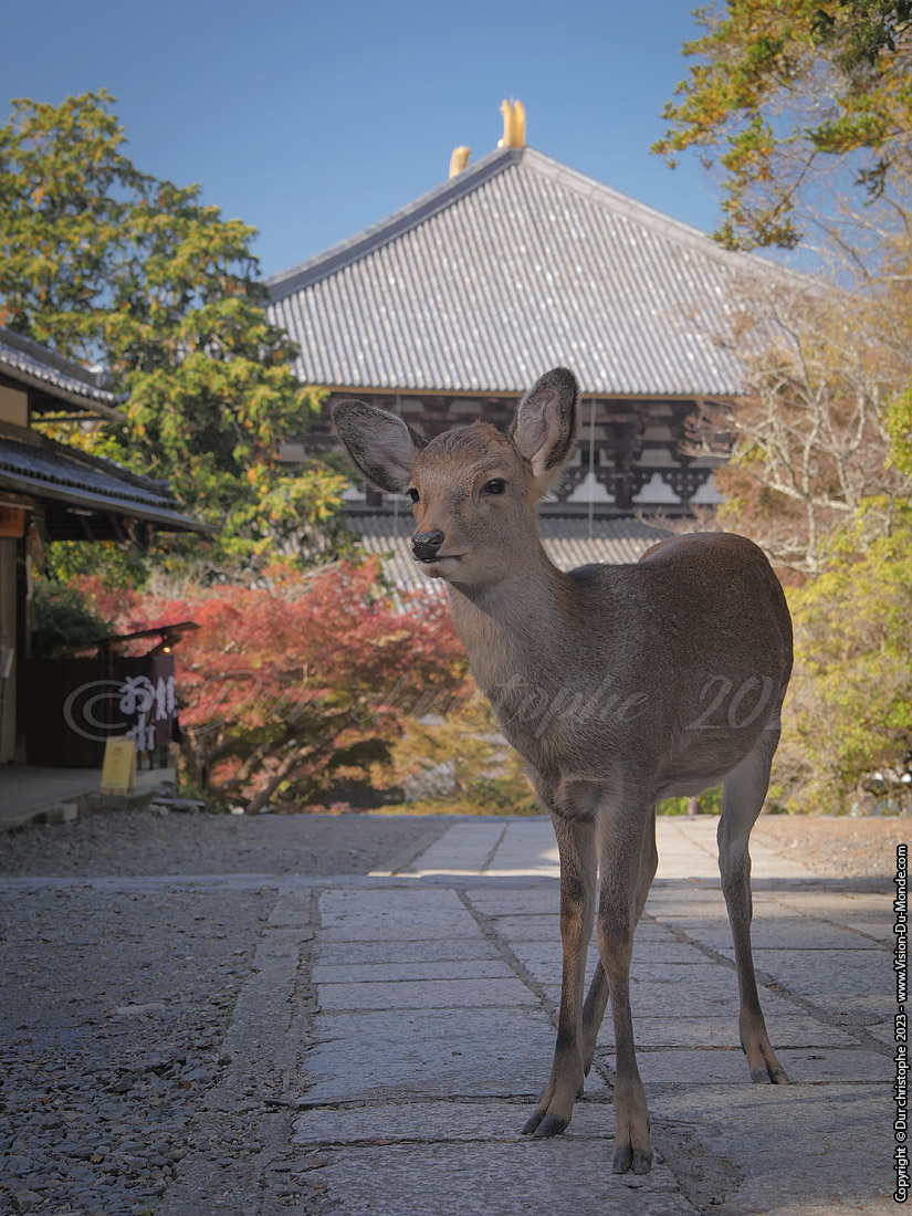 Nara