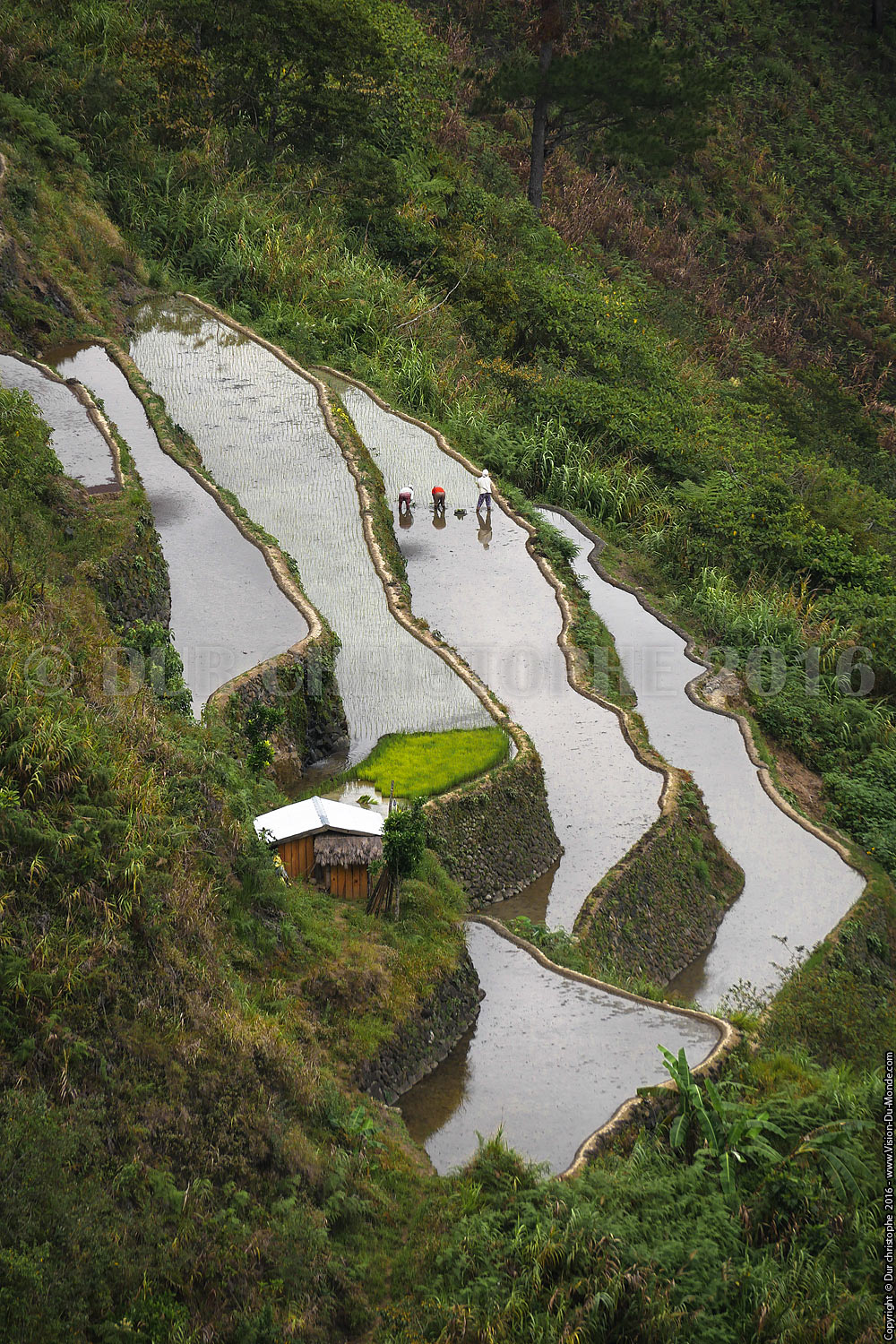 Banaue - Ile de Luzon - 2016