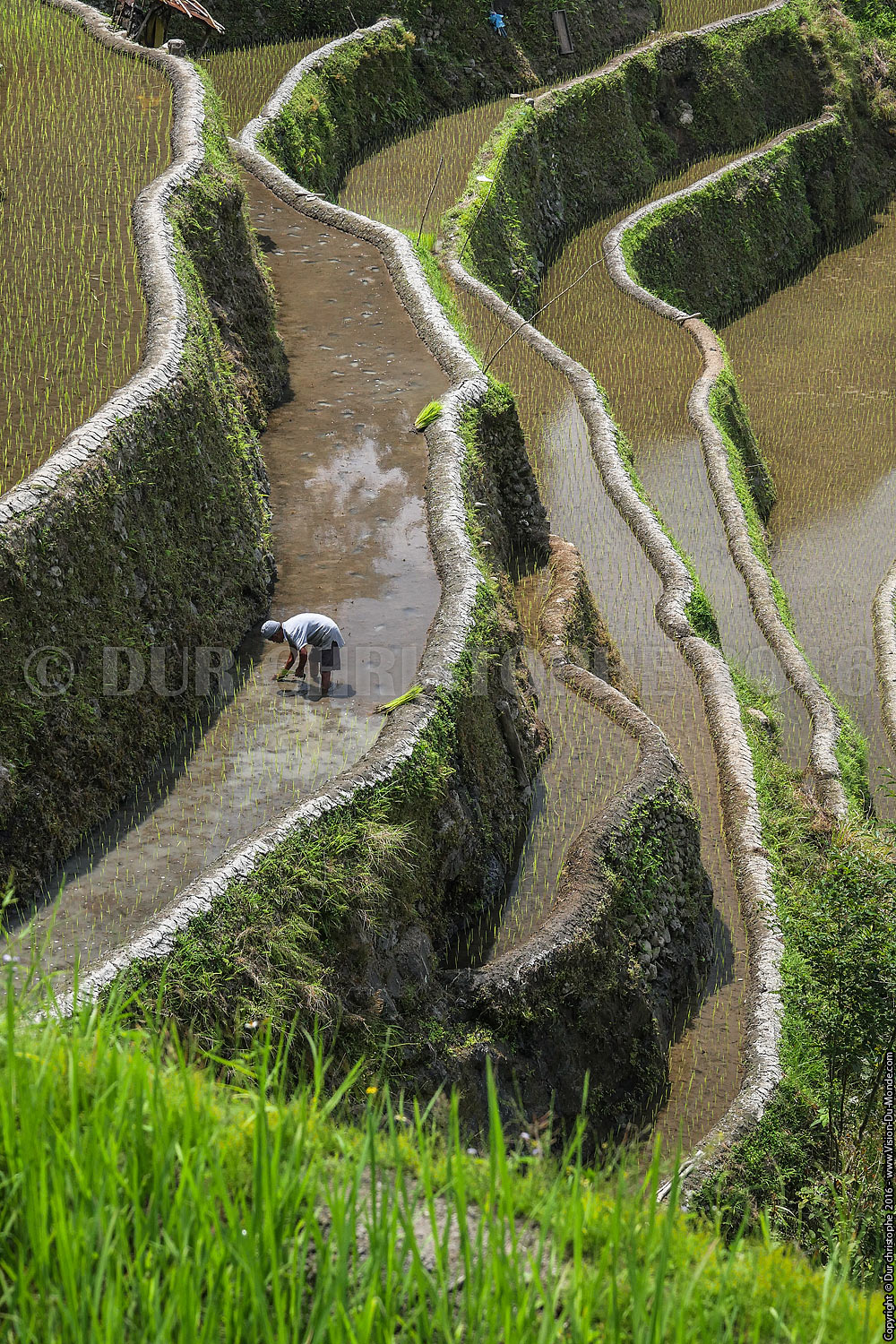 Banaue - Ile de Luzon - 2016
