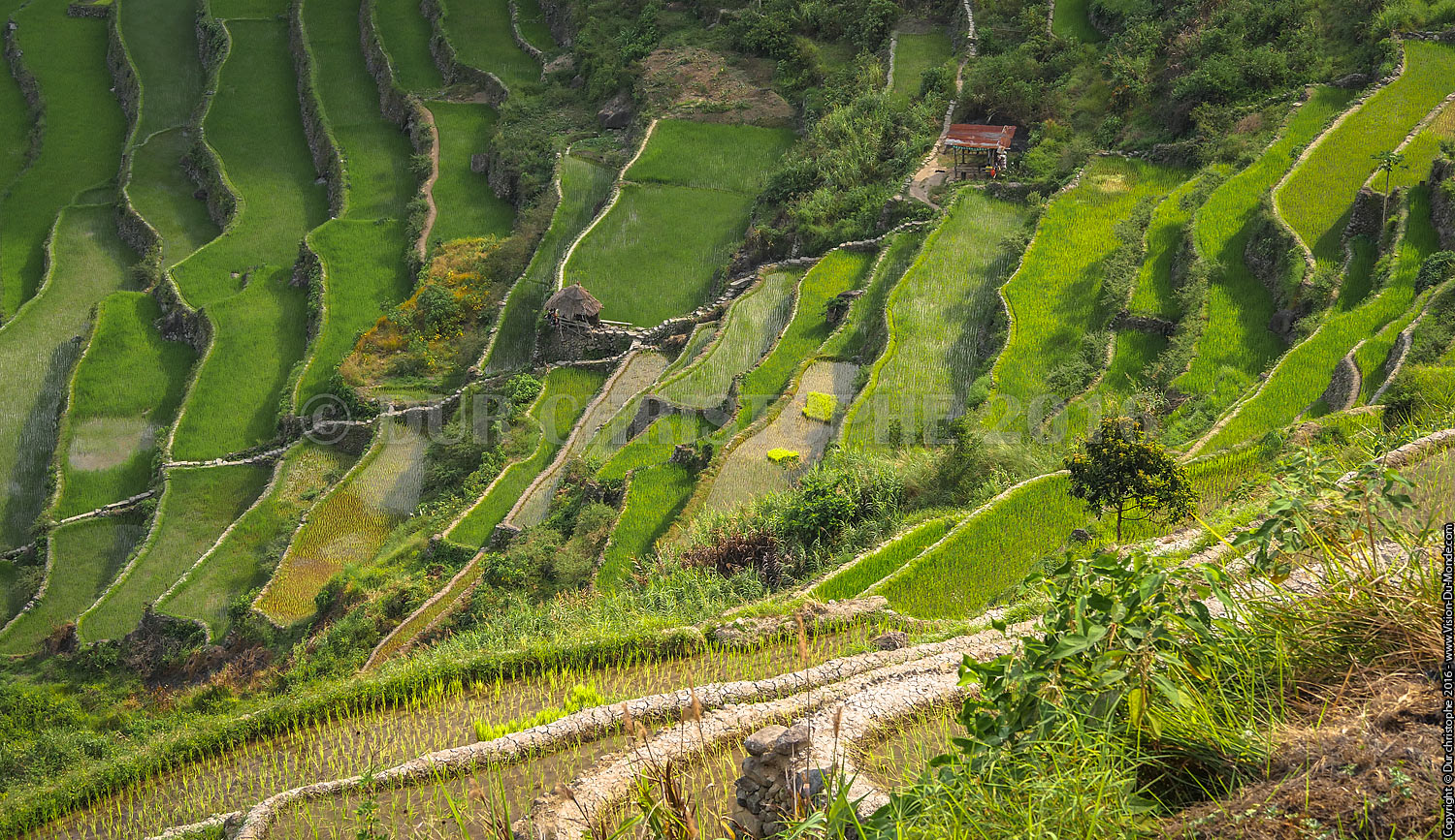 Banaue - Ile de Luzon - 2016