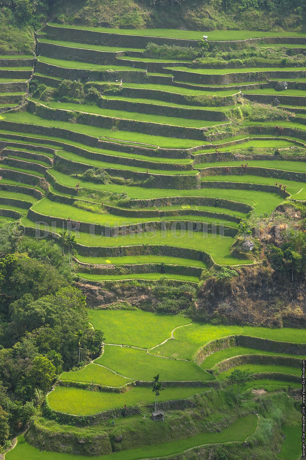 Banaue - Ile de Luzon - 2016