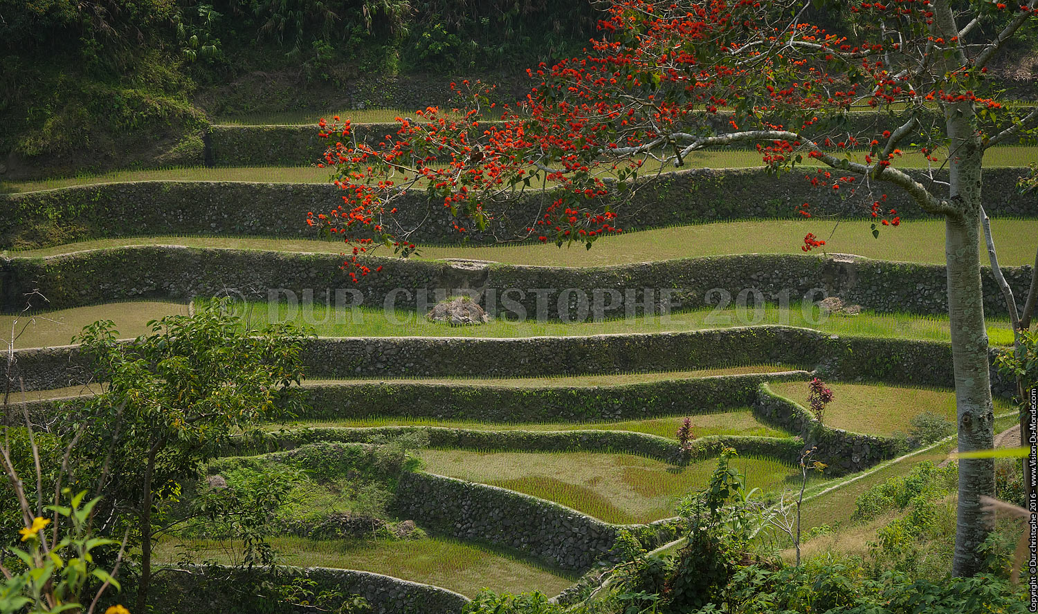 Banaue - Ile de Luzon - 2016