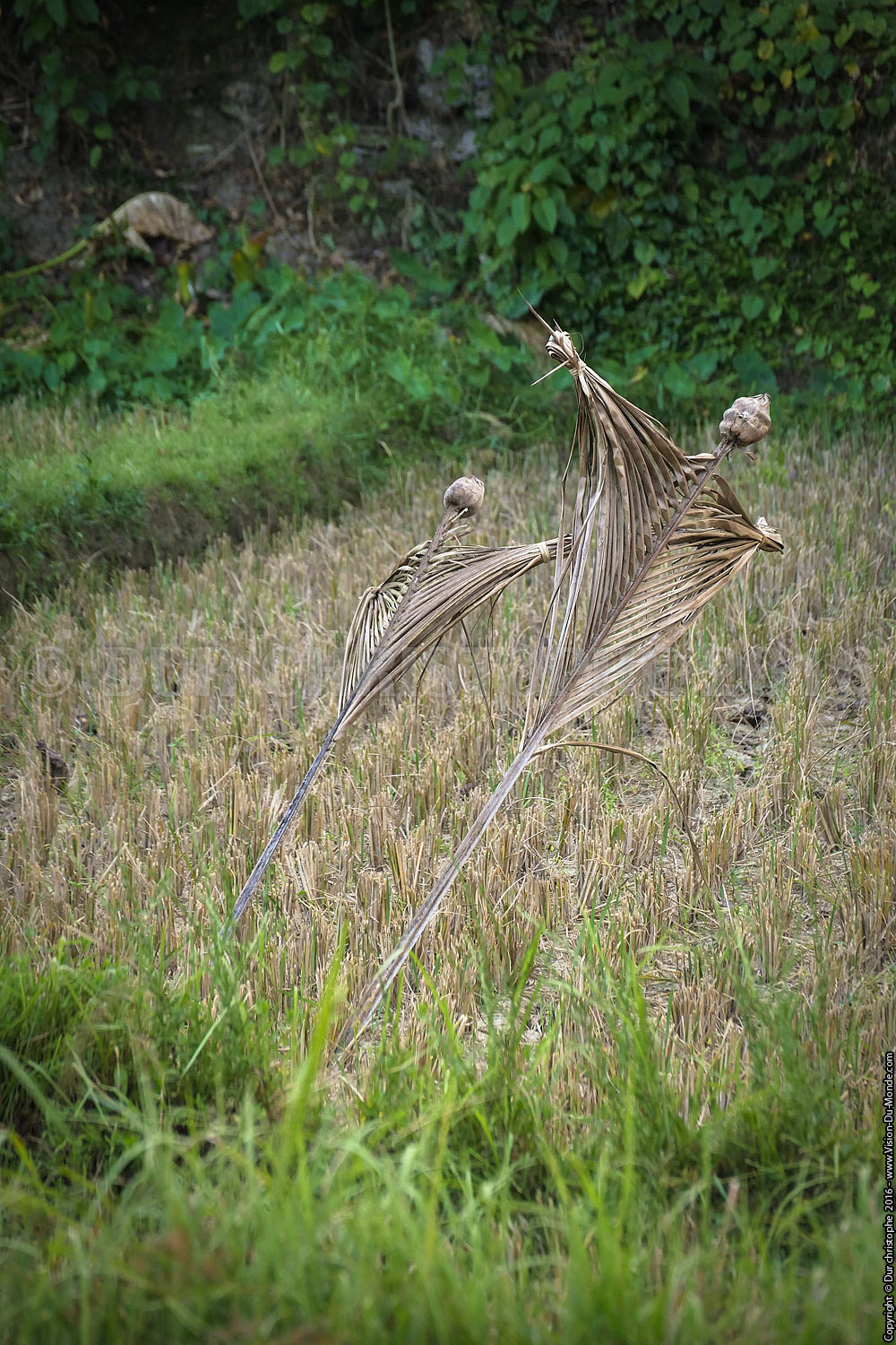 Les épouvantails squelettiques - Ile de Bohol - 2016