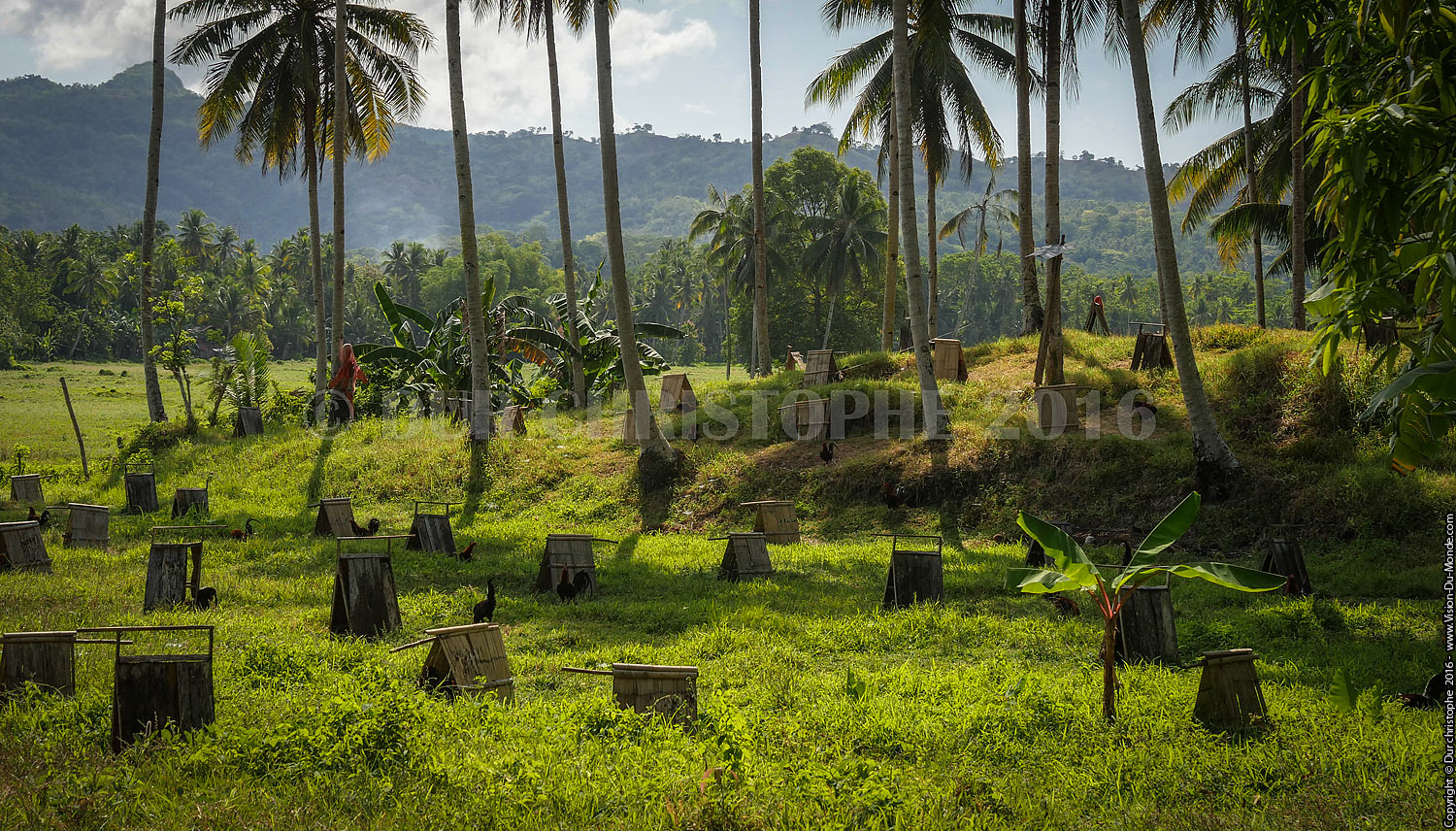 Elevage de coq de combat  - Ile de Bohol - 2016