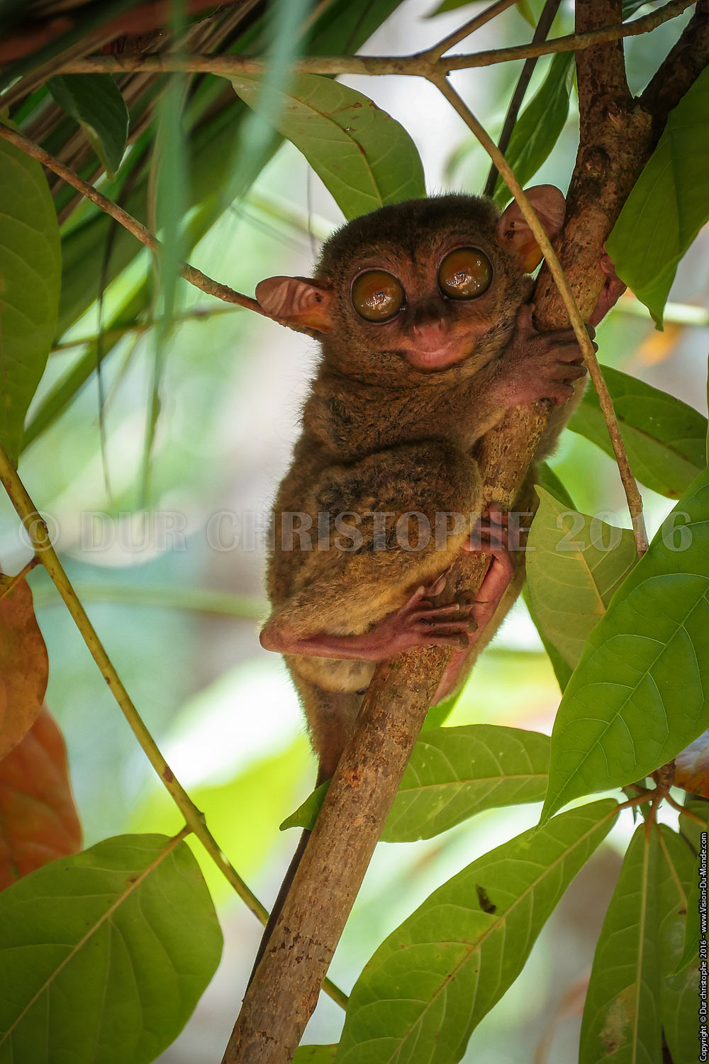 Tarsier - Ile de Bohol - 2016