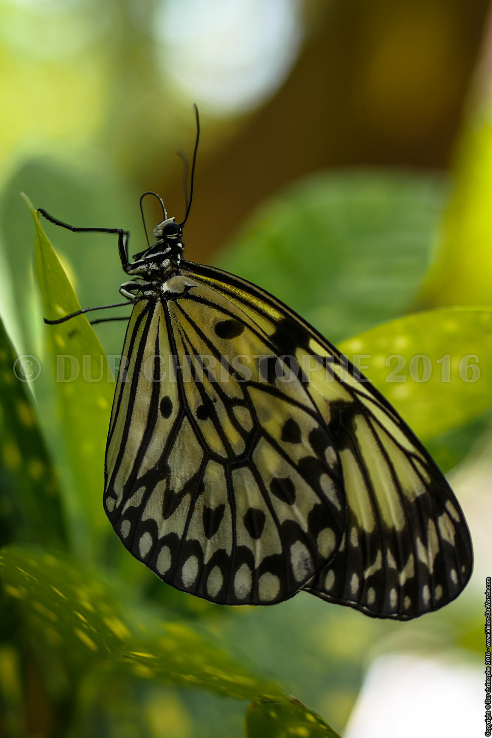 Papillon - Ile de Bohol - 2016