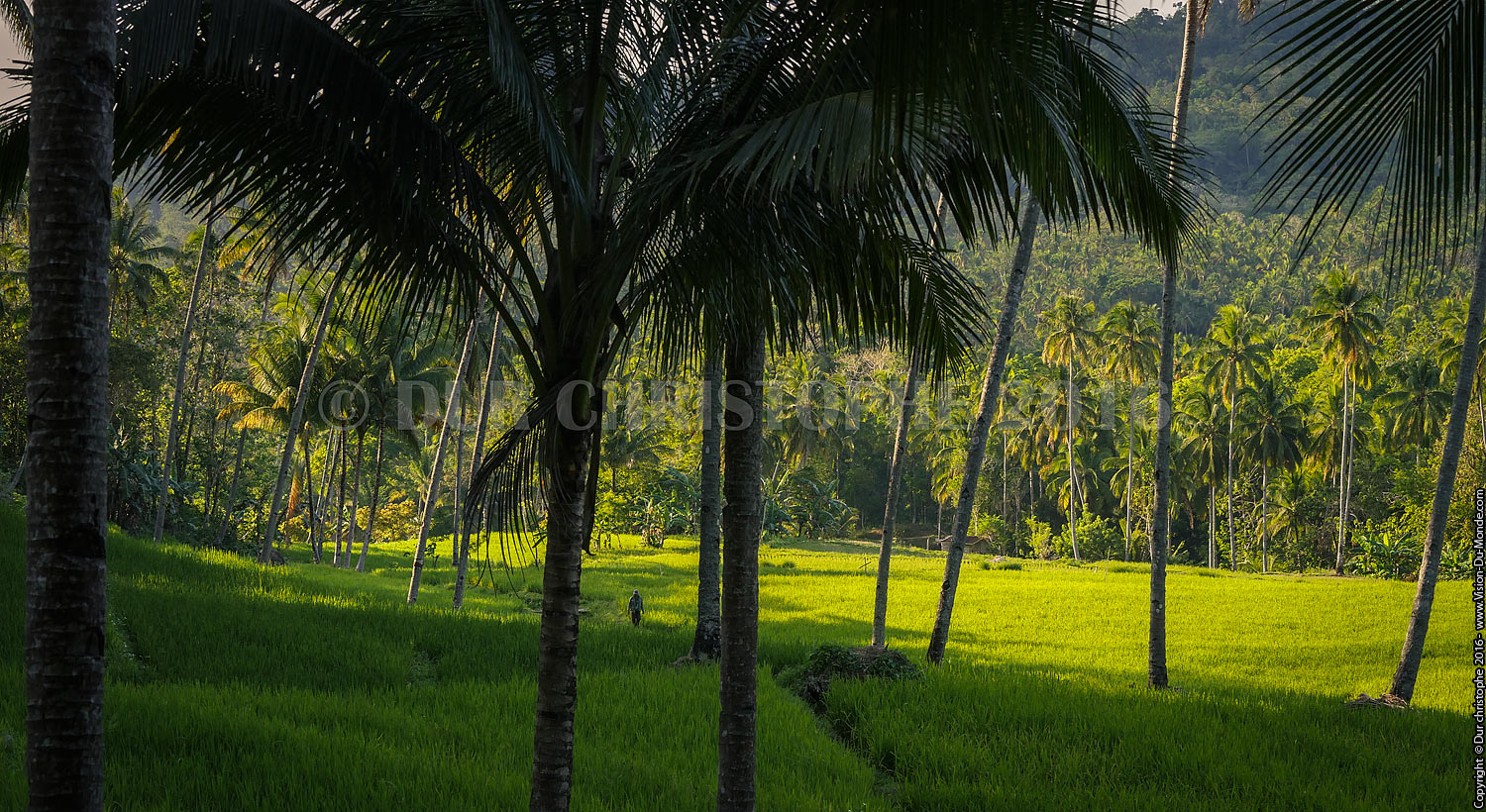 Palmiers - Ile de Bohol - 2016