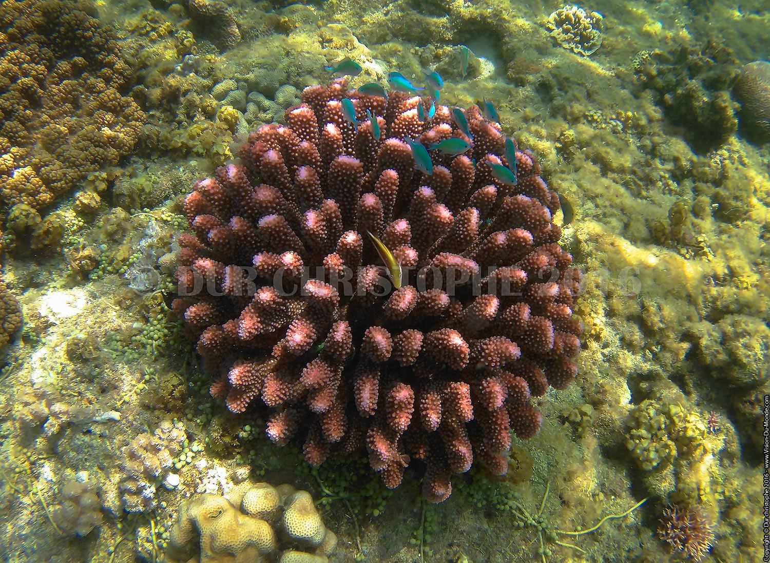 Archipels de Coron - 2016