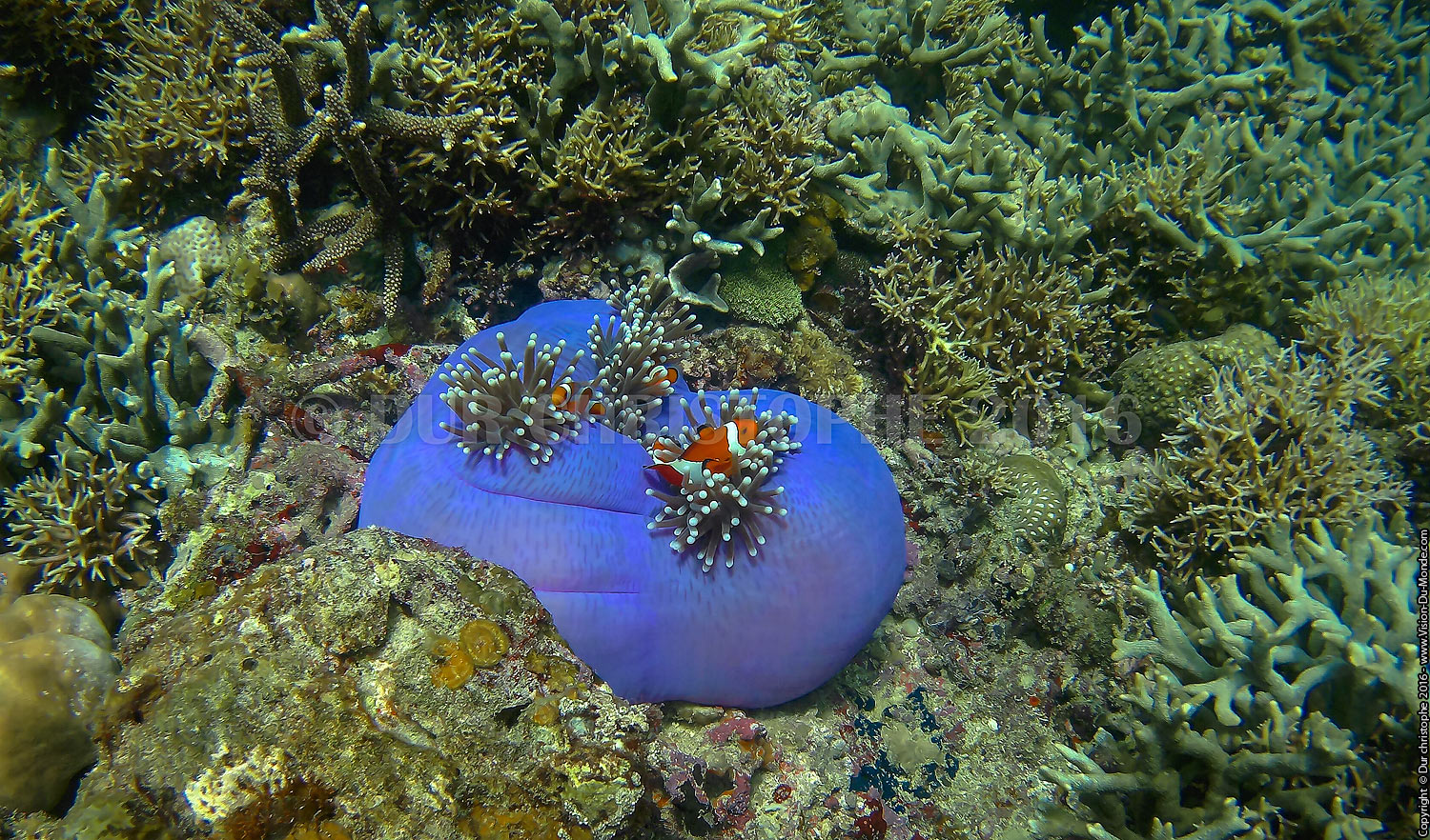 Archipels de Coron - 2016