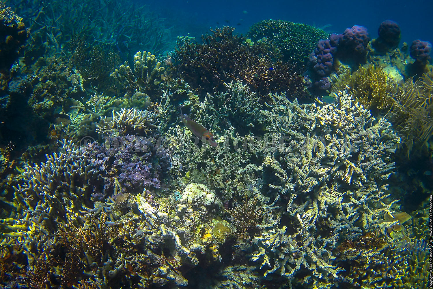 Archipels de Coron - 2016