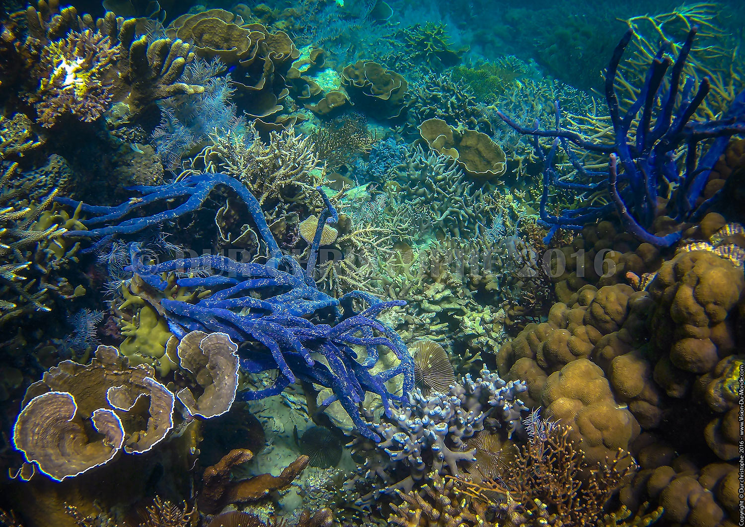 Archipels de Coron - 2016
