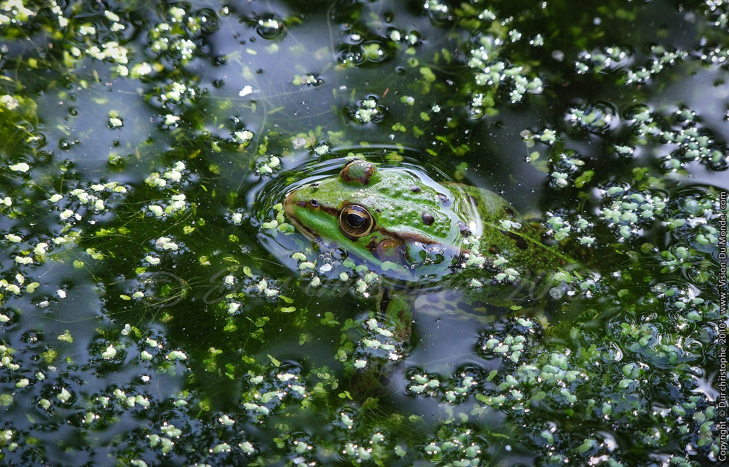 Jardin Botanique - Orléans - 2010