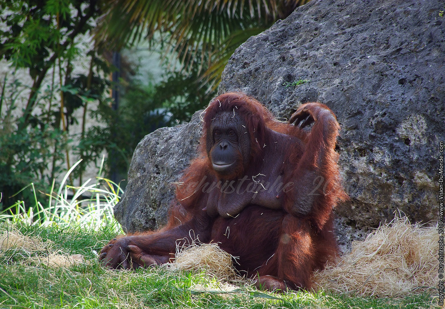 Zoo Beauval - 2010