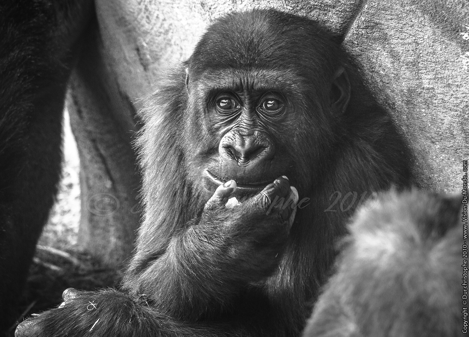 Zoo Beauval - 2010