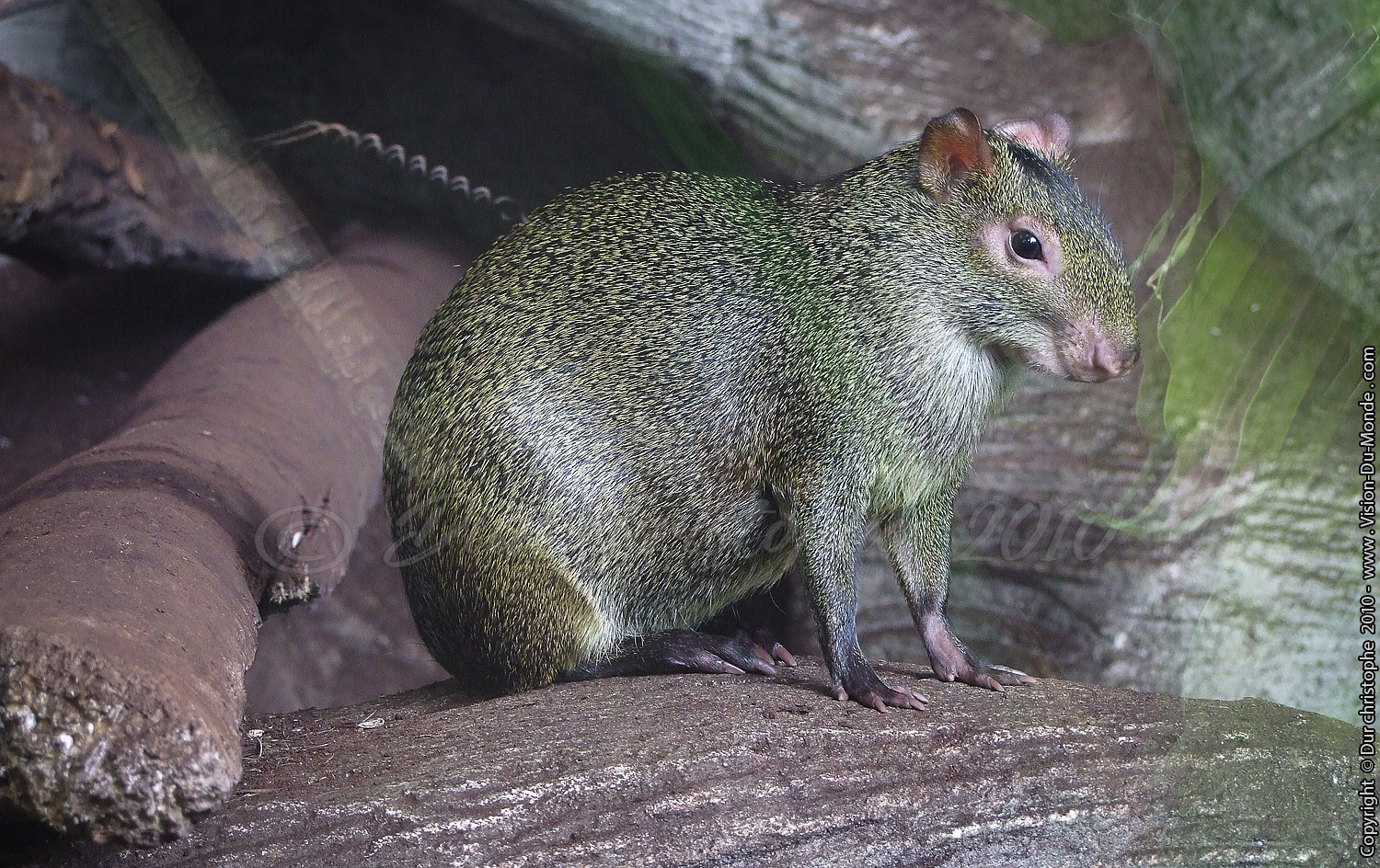 Zoo Beauval - 2010