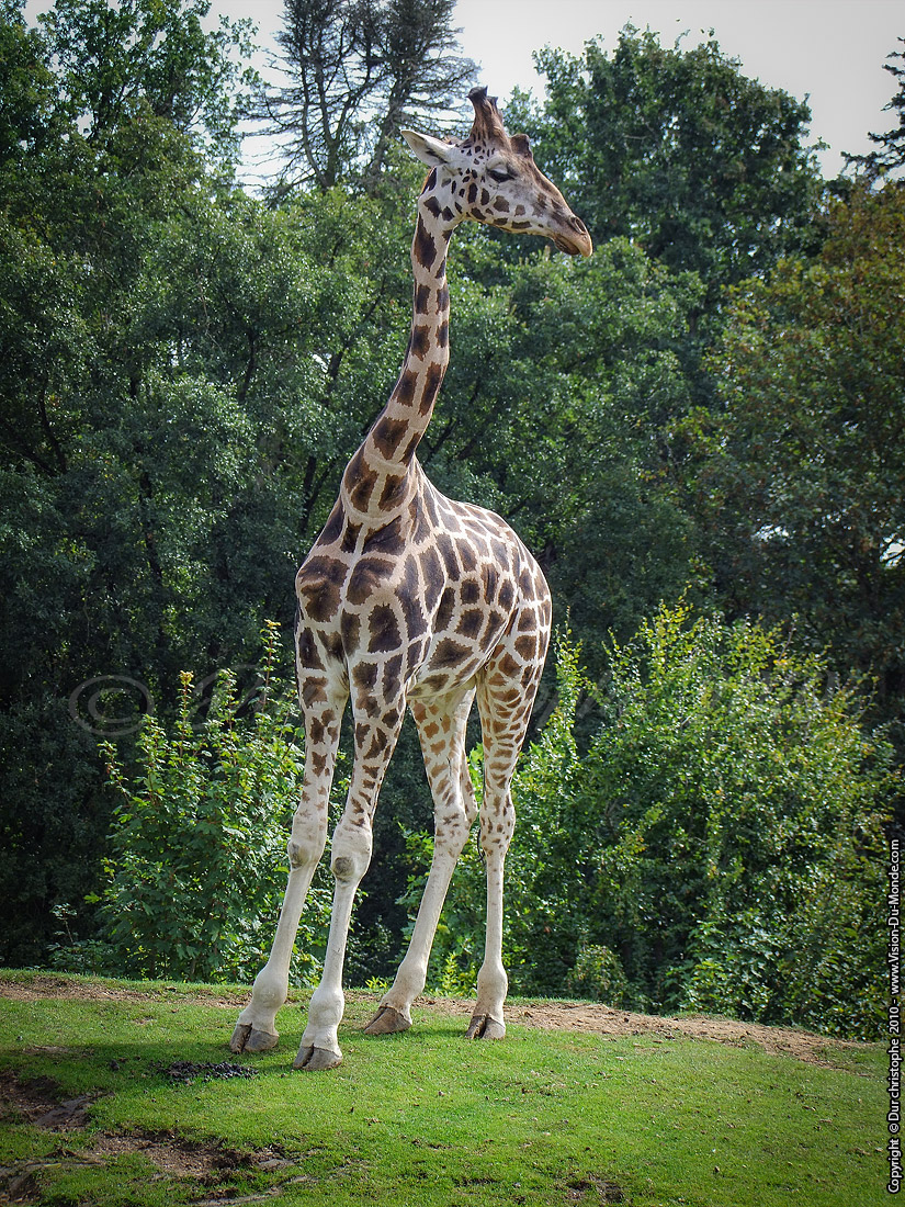 Zoo Beauval - 2010