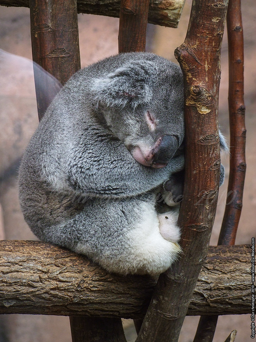 Zoo Beauval - 2010