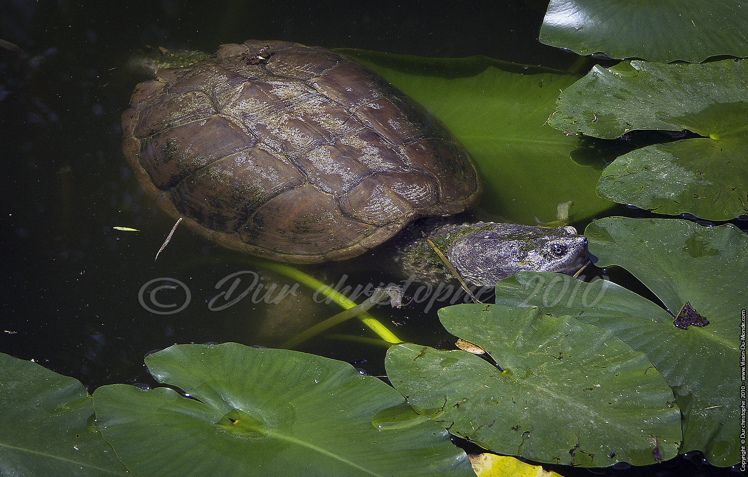 Tortues014