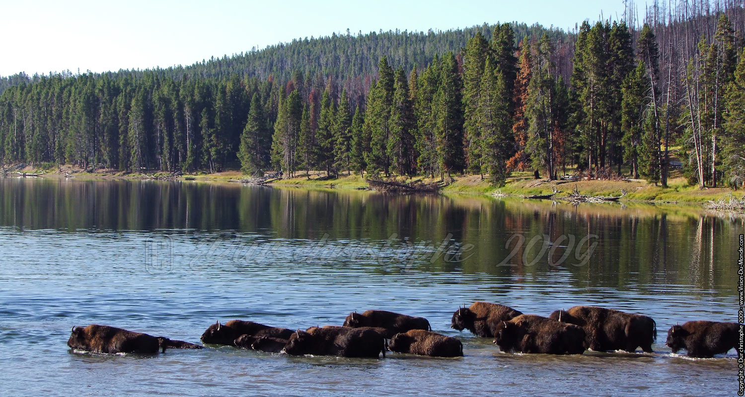 Yellowstone 24